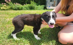 Border Collie dogs for sale: Natasha - Image 3
