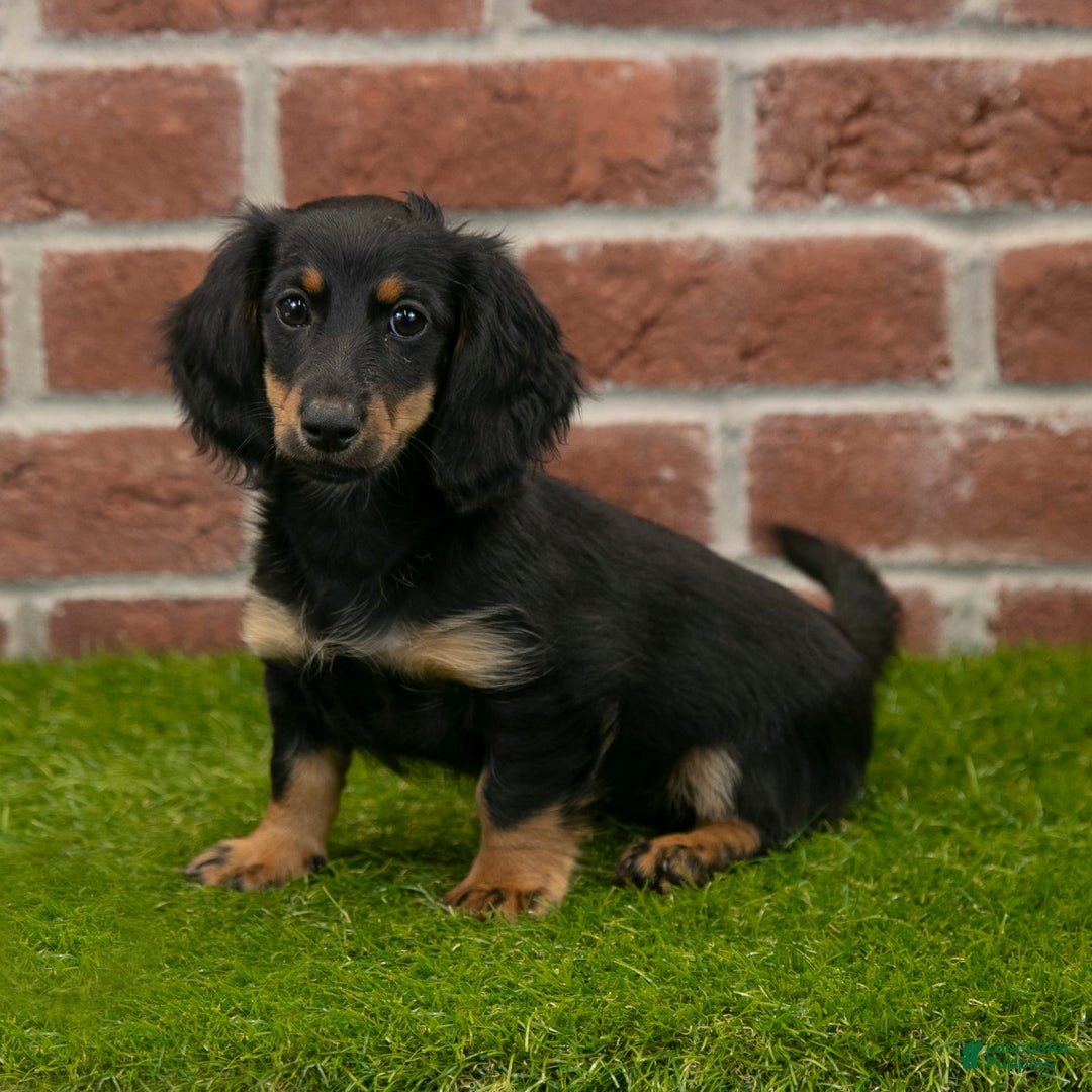 Miniature Dachshund dogs for sale: Faith - Image 5