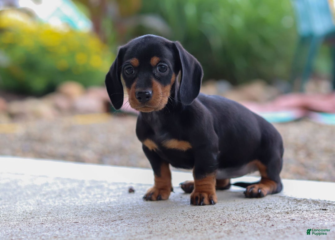 Miniature Dachshund dogs for sale: Miniature Dachshund 3 puppies - Image 7