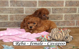 Cavapoo dogs for sale: Ruby - Image 4