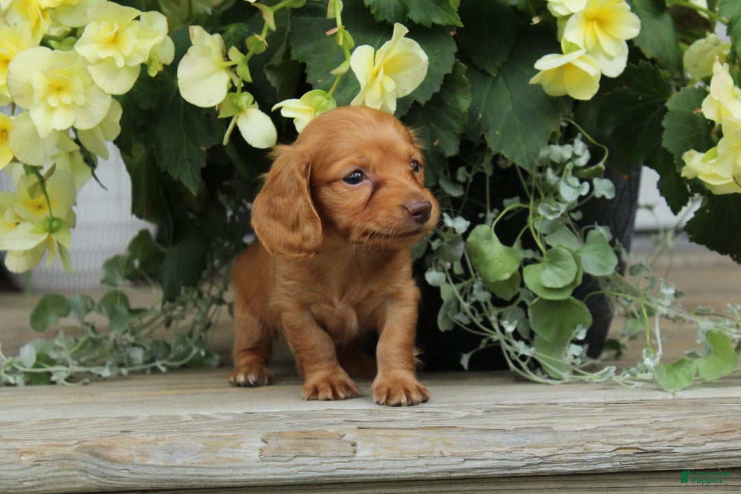 Miniature Dachshund dogs for sale: Sammy - Image 3