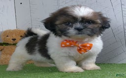 Shih Tzu dogs for sale: Simon - Image 2
