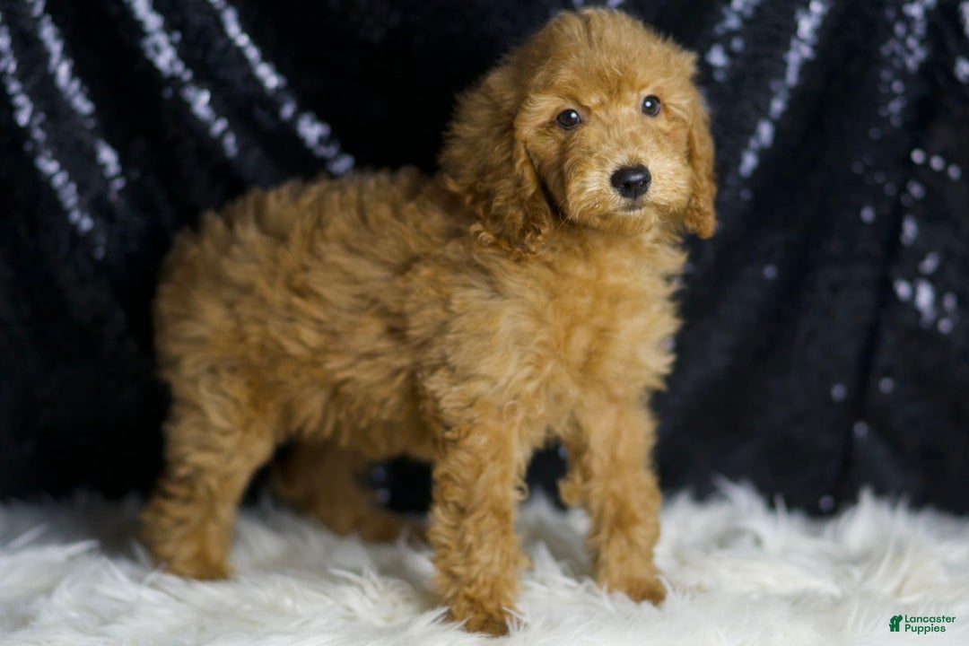 Mini Goldendoodle dogs for sale: Captain - Image 2