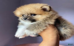 Pomeranian dogs for sale: Lena - Image 5