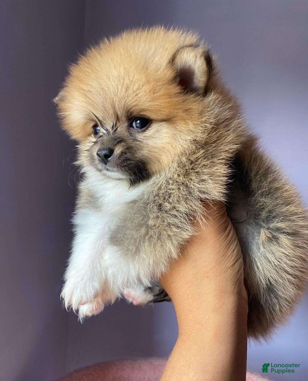 Pomeranian dogs for sale: Lena - Image 5