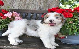 Mini Aussiedoodle dogs for sale: Ariana - Image 2