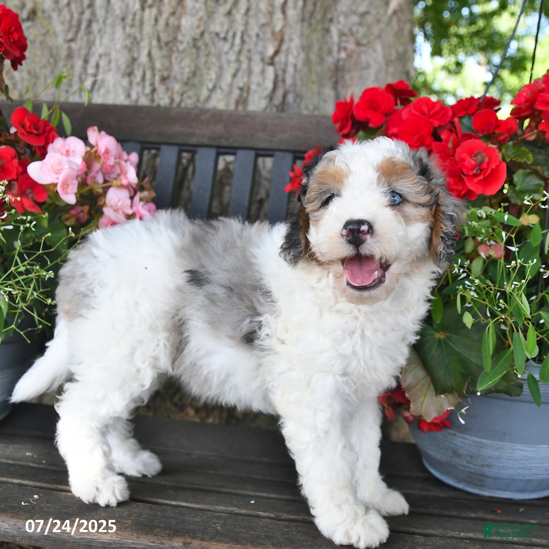 Mini Aussiedoodle dogs for sale: Ariana - Image 2