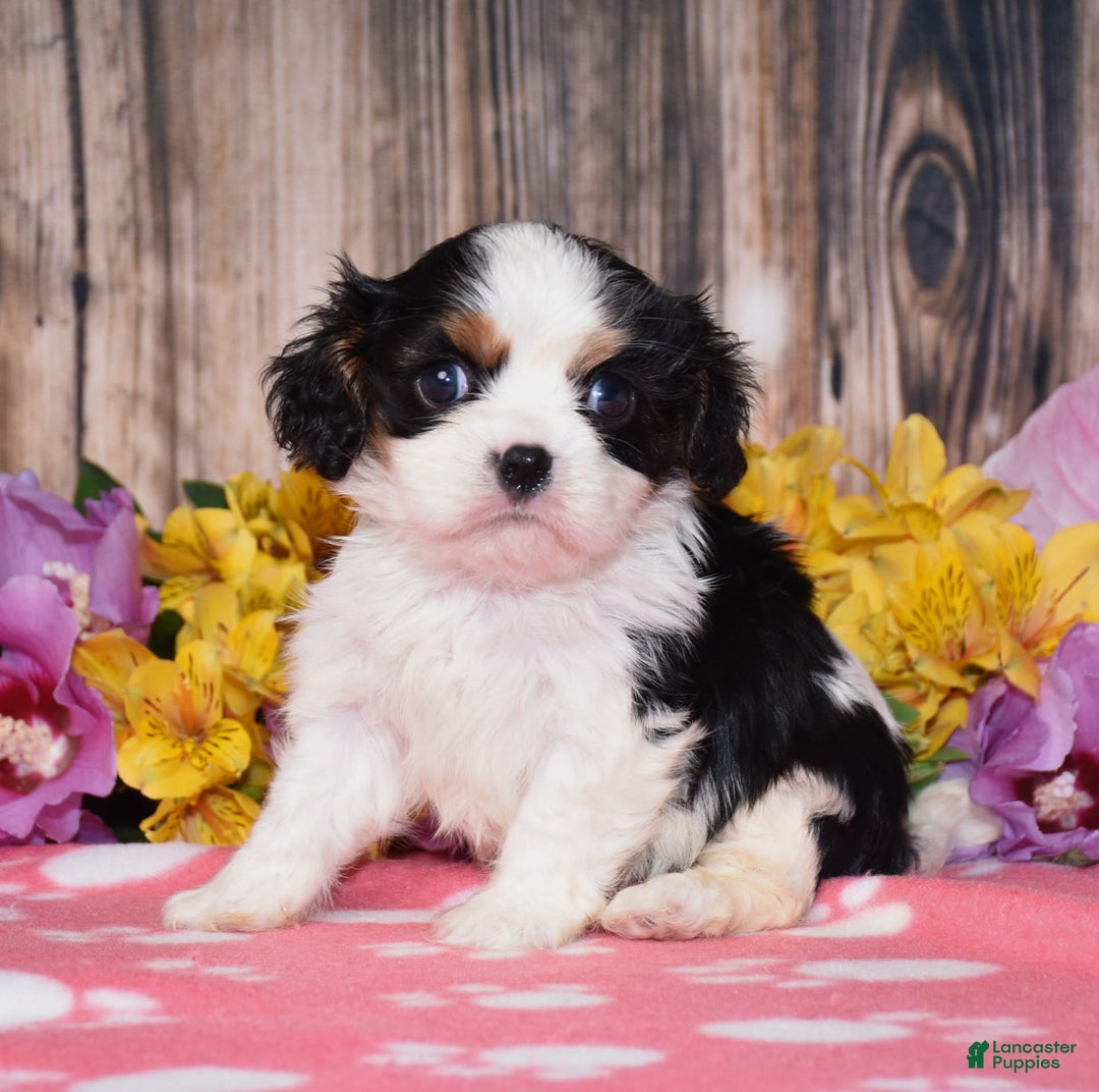 Cavalier King Charles Spaniel dogs for sale: Everly - Image 3