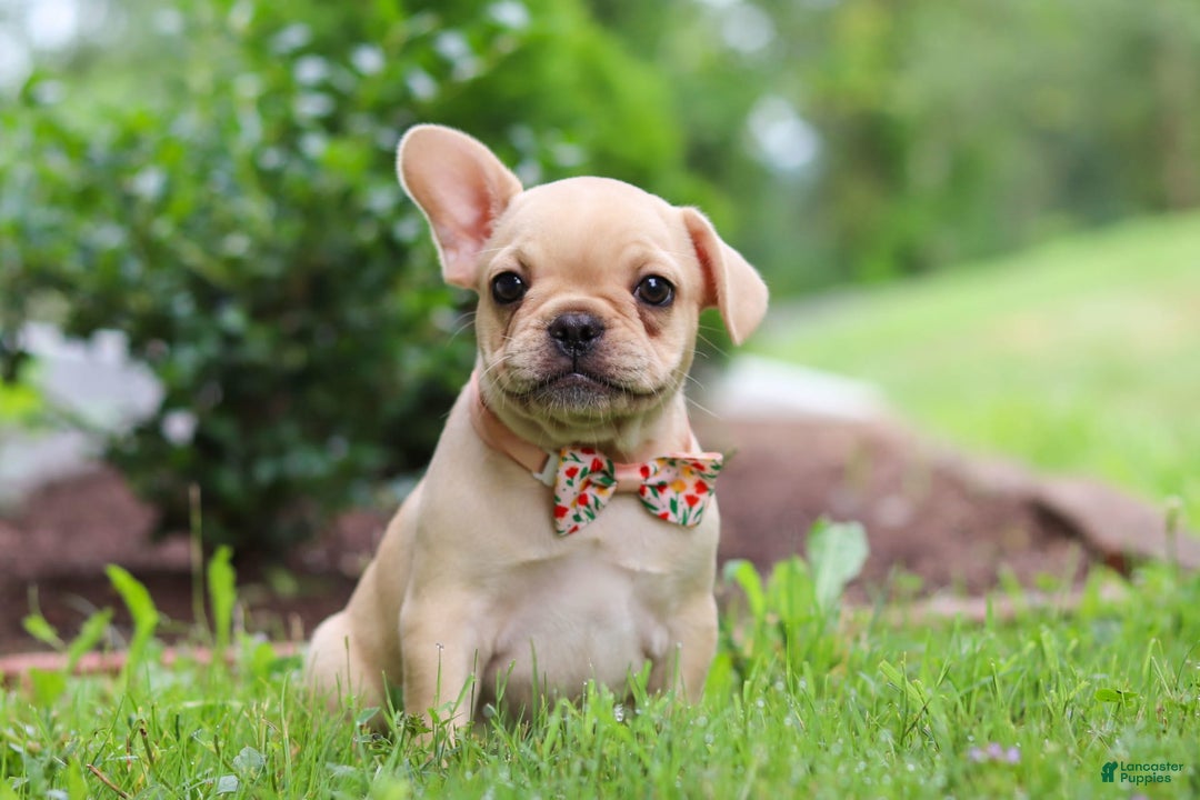 French Bulldog dogs for sale: Lacey - Image 4