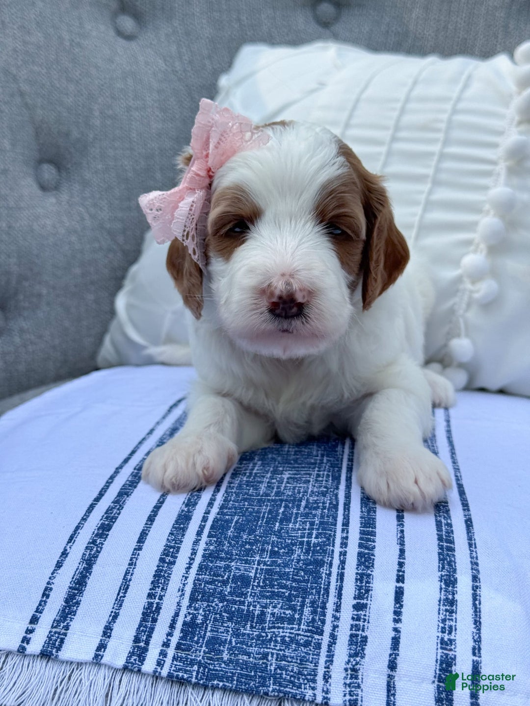 Goldendoodle dogs for sale: Alice - Image 17