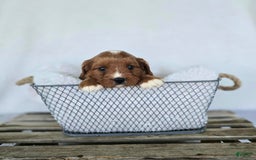 Cavapoo dogs for sale: Bryce - Image 8