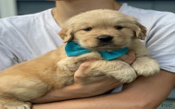 Golden Retriever dogs for sale: Mary - Image 3