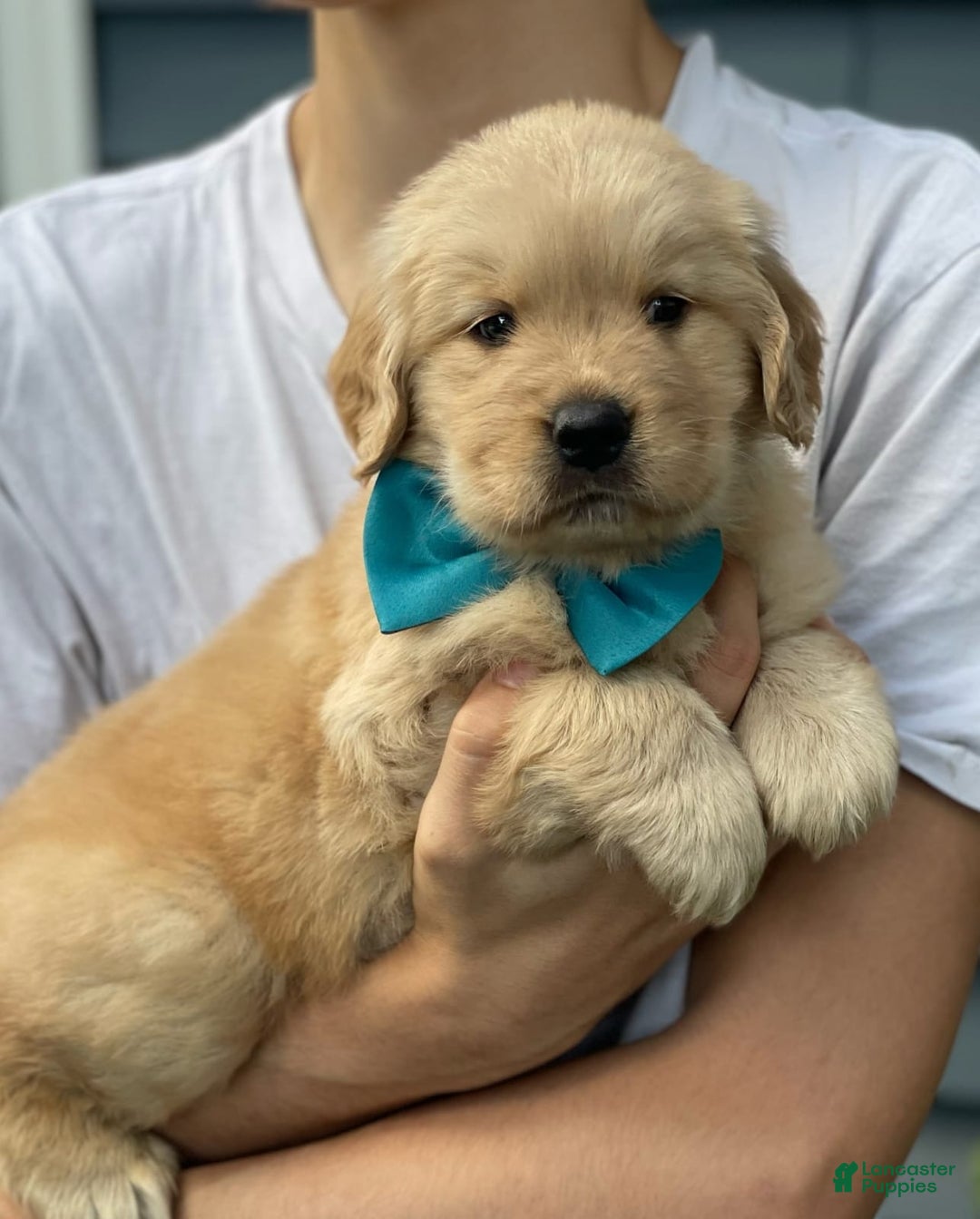Golden Retriever dogs for sale: Mary - Image 3