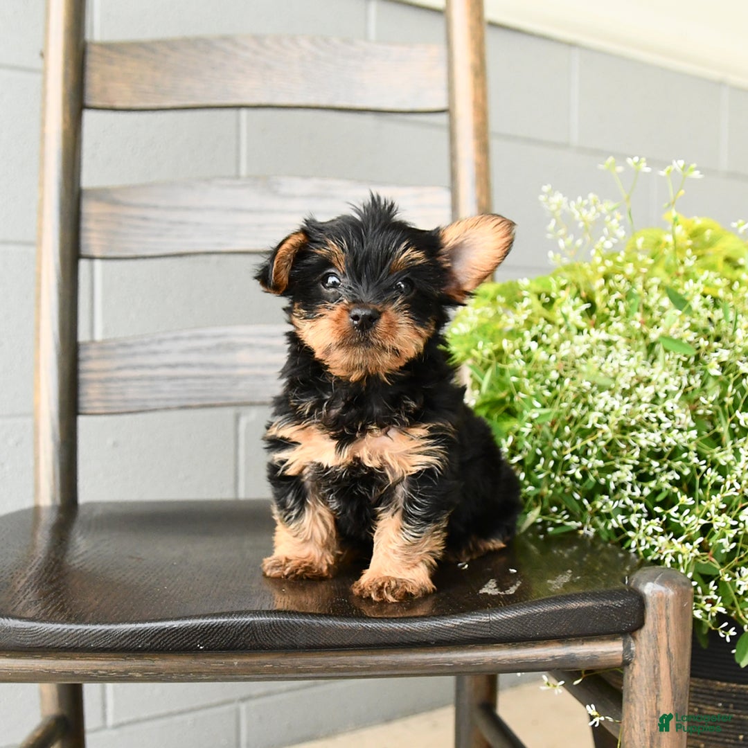 Yorkshire Terrier dogs for sale: Holly - Image 3