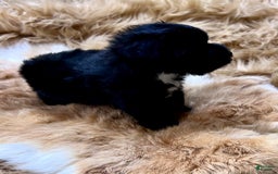 Miniature Schnauzer dogs for sale: Hawkeye - Image 4