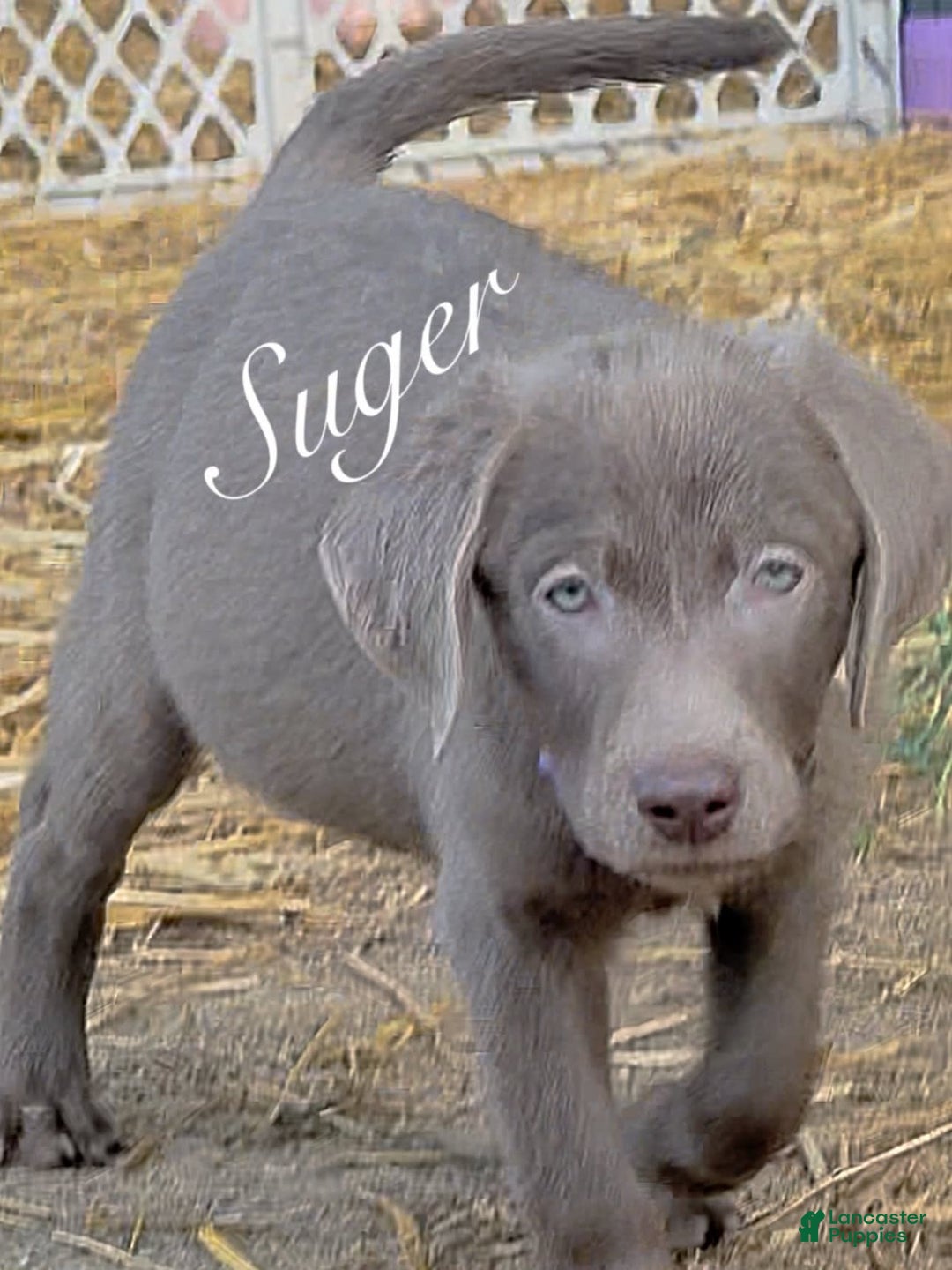 Labrador Retriever dogs for sale: Suger - Image 9