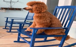 Standard Poodle dogs for sale: Tony AKC - Image 7