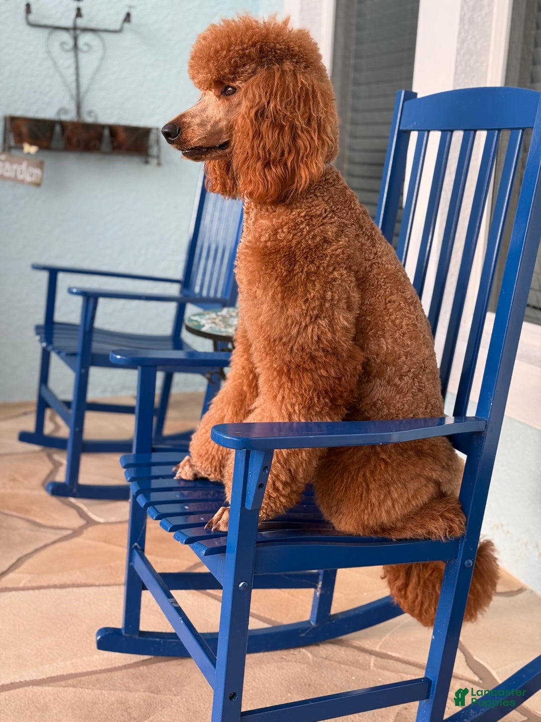 Standard Poodle dogs for sale: Tony AKC - Image 7