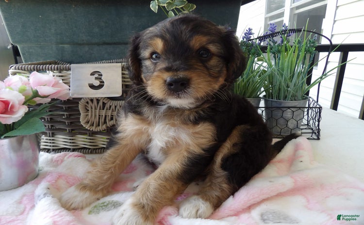 Yorkiepoo dogs for sale - Ad 2