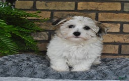 Havapoo dogs for sale: Toby - Image 17