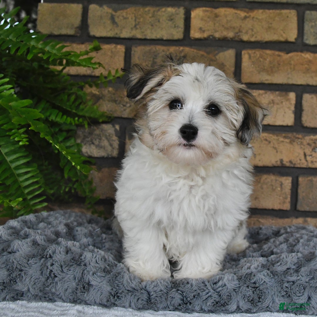 Havapoo dogs for sale: Toby - Image 17