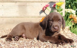 Labrador Retriever dogs for sale: Alex - Image 5