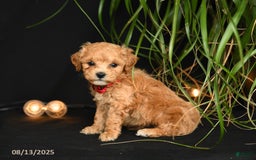 Teddy Bear dogs for sale: Rio - Image 3
