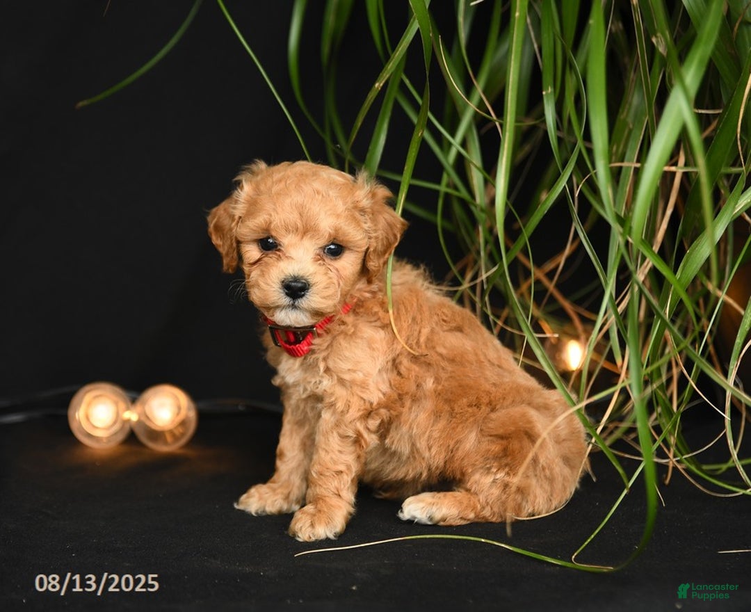 Teddy Bear dogs for sale: Rio - Image 3
