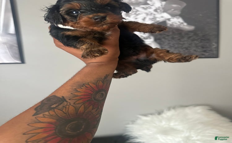 Yorkiepoo dogs - Advert 24