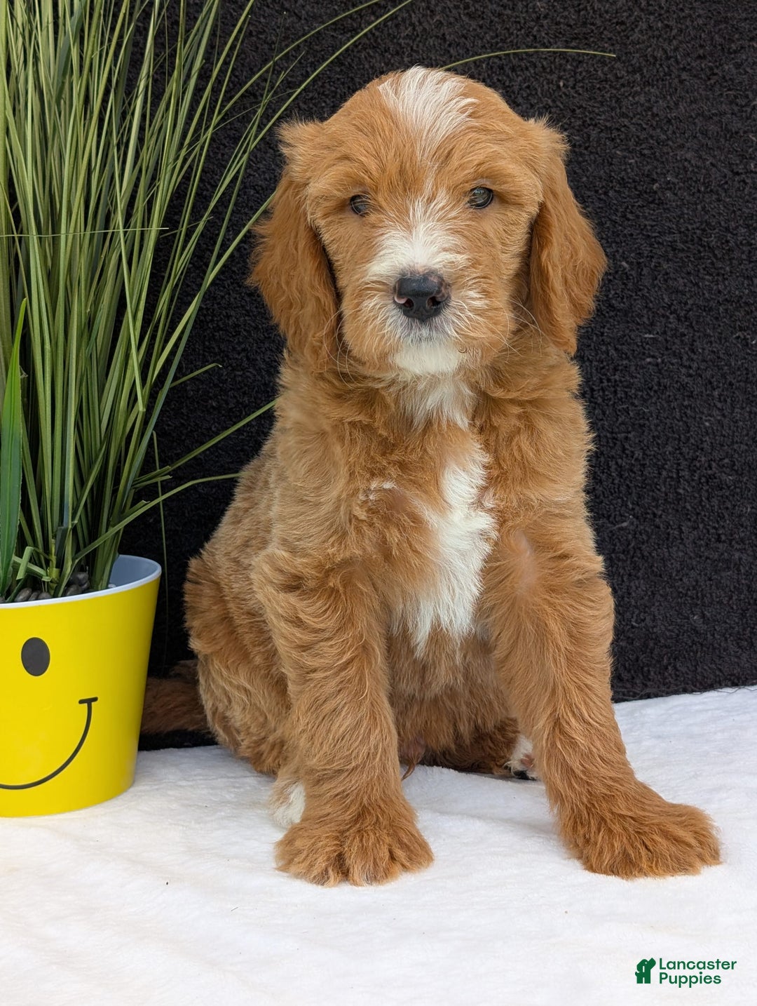 Goldendoodle dogs for sale: Parker - Image 10