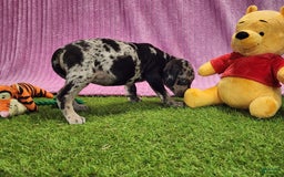 Catahoula Leopard Dog dogs for sale: Duchess 2025 Female 3 - Image 6