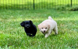 Mini Bernedoodle dogs for sale: Paulie - Image 3