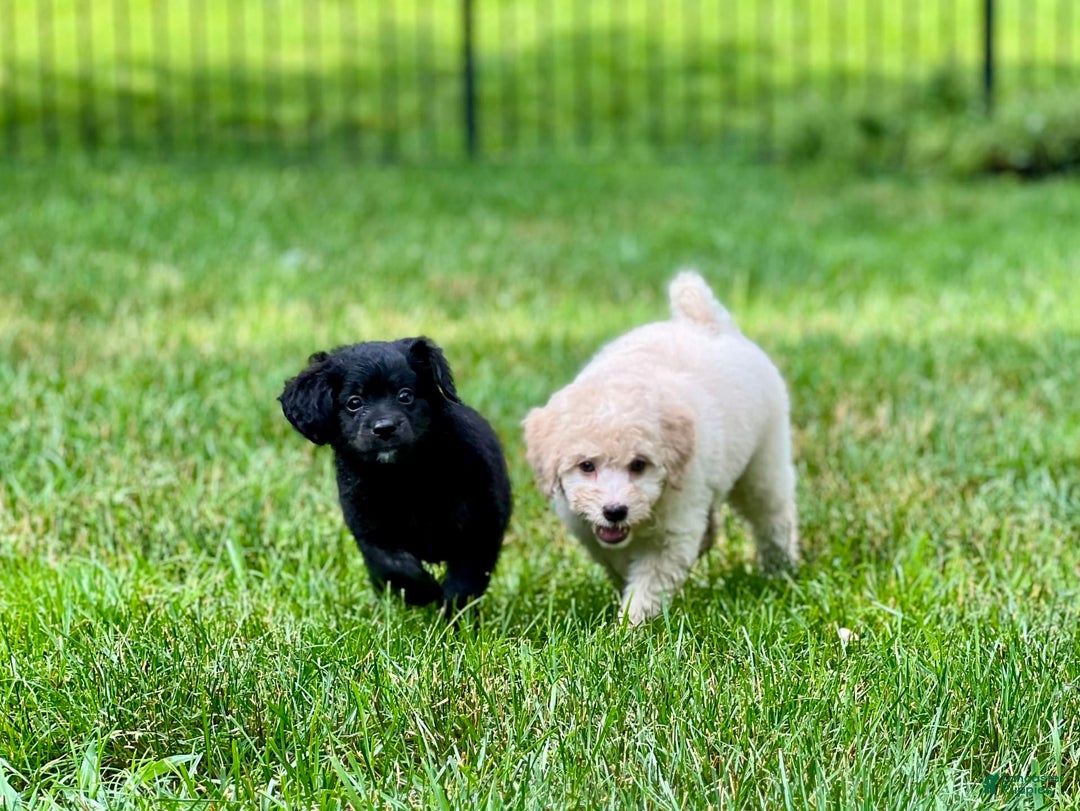 Mini Bernedoodle dogs for sale: Paulie - Image 3