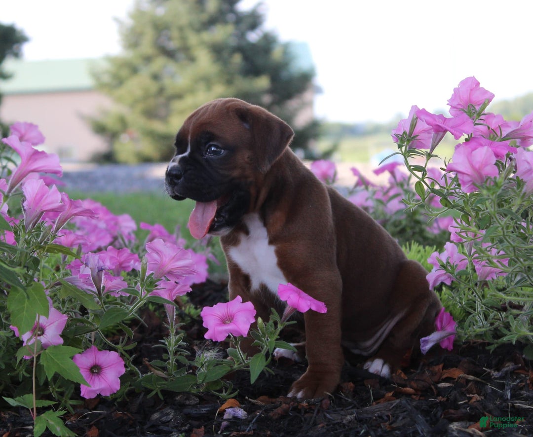 Boxer dogs for sale: Ashley - Image 2
