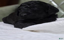 Standard Poodle dogs for sale: Ember - Image 5