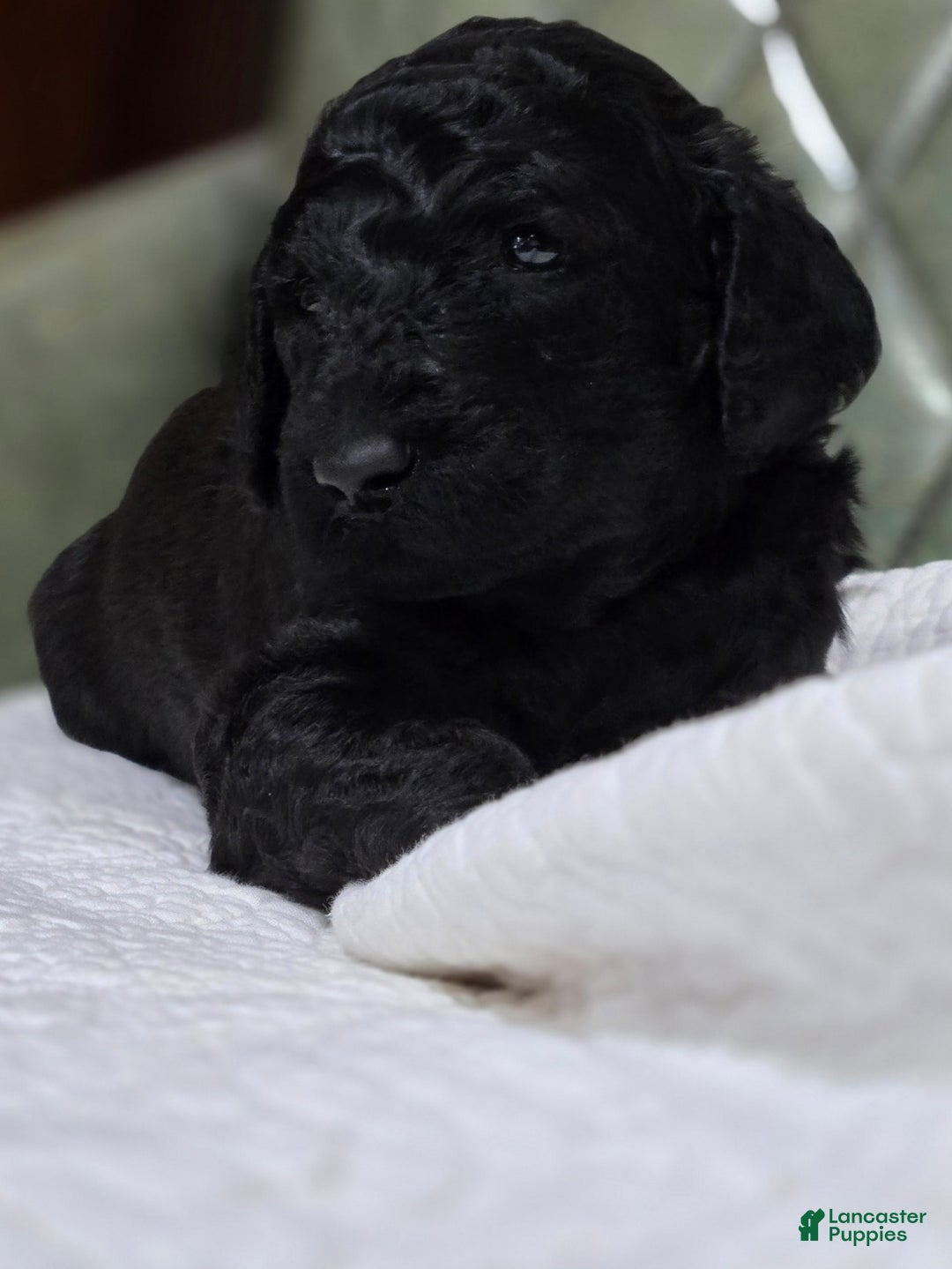 Standard Poodle dogs for sale: Ember - Image 5