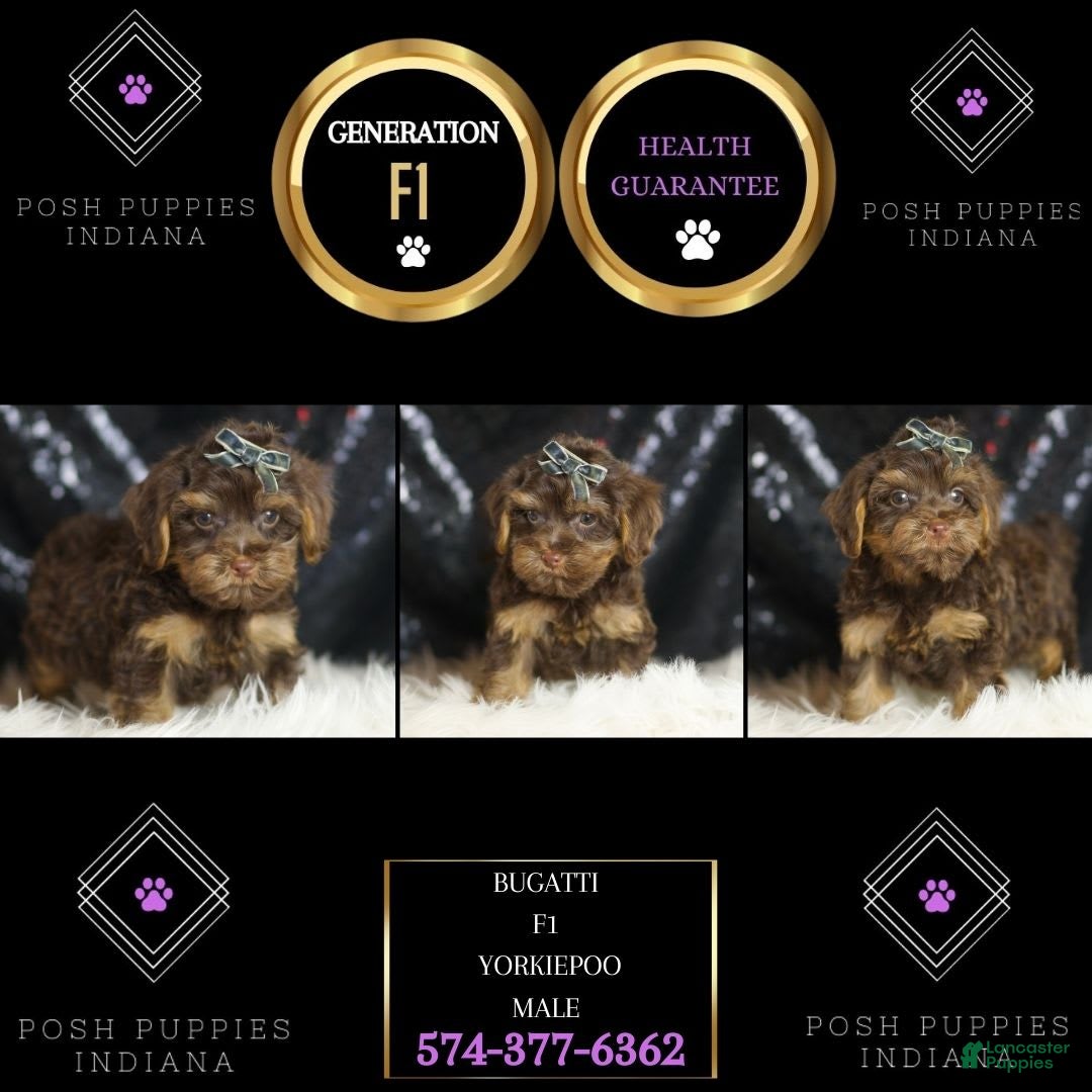 Yorkiepoo dogs for sale: Bugatti - Image 5