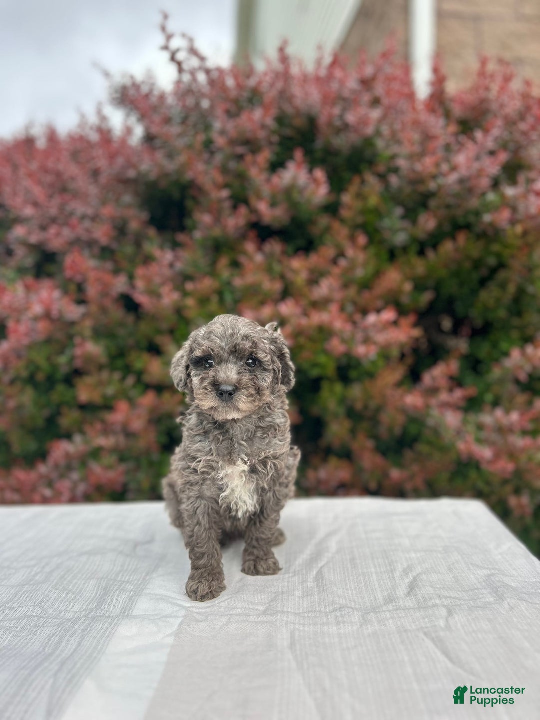 Miniature Poodle dogs for sale: Tasha - Image 2