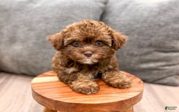 Yorkiepoo dogs for sale: Zack - Image 3