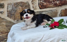 Cavalier King Charles Spaniel dogs for sale: Snickers - Image 1