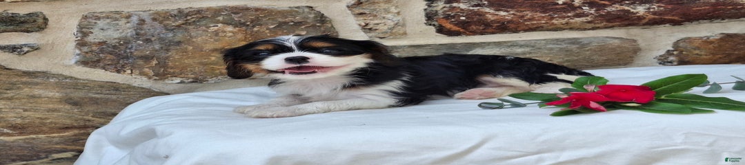 Snickers