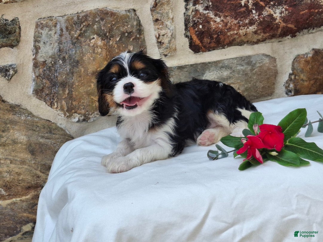 Cavalier King Charles Spaniel dogs for sale: Snickers - Image 1