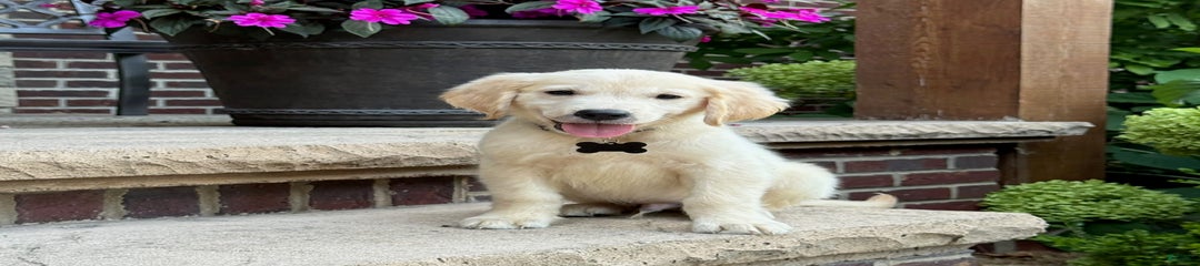 Archie
