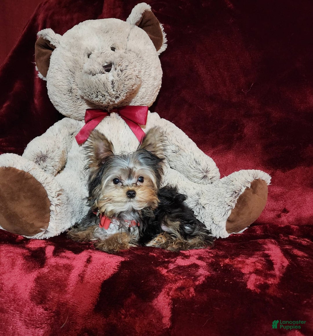 Yorkshire Terrier dogs for sale: Teddy - Image 3