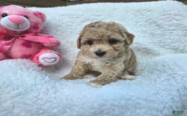 Toy Poodle dogs for sale - Ad 1