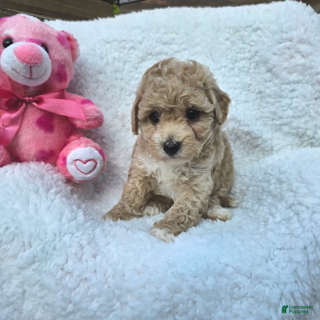 Toy Poodle dogs for sale: Sugar - Image 1