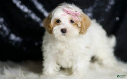 Maltipoo dogs for sale: Maltipoo 4 puppies - Image 2