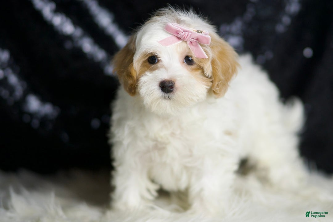 Maltipoo dogs for sale: Maltipoo 4 puppies - Image 2