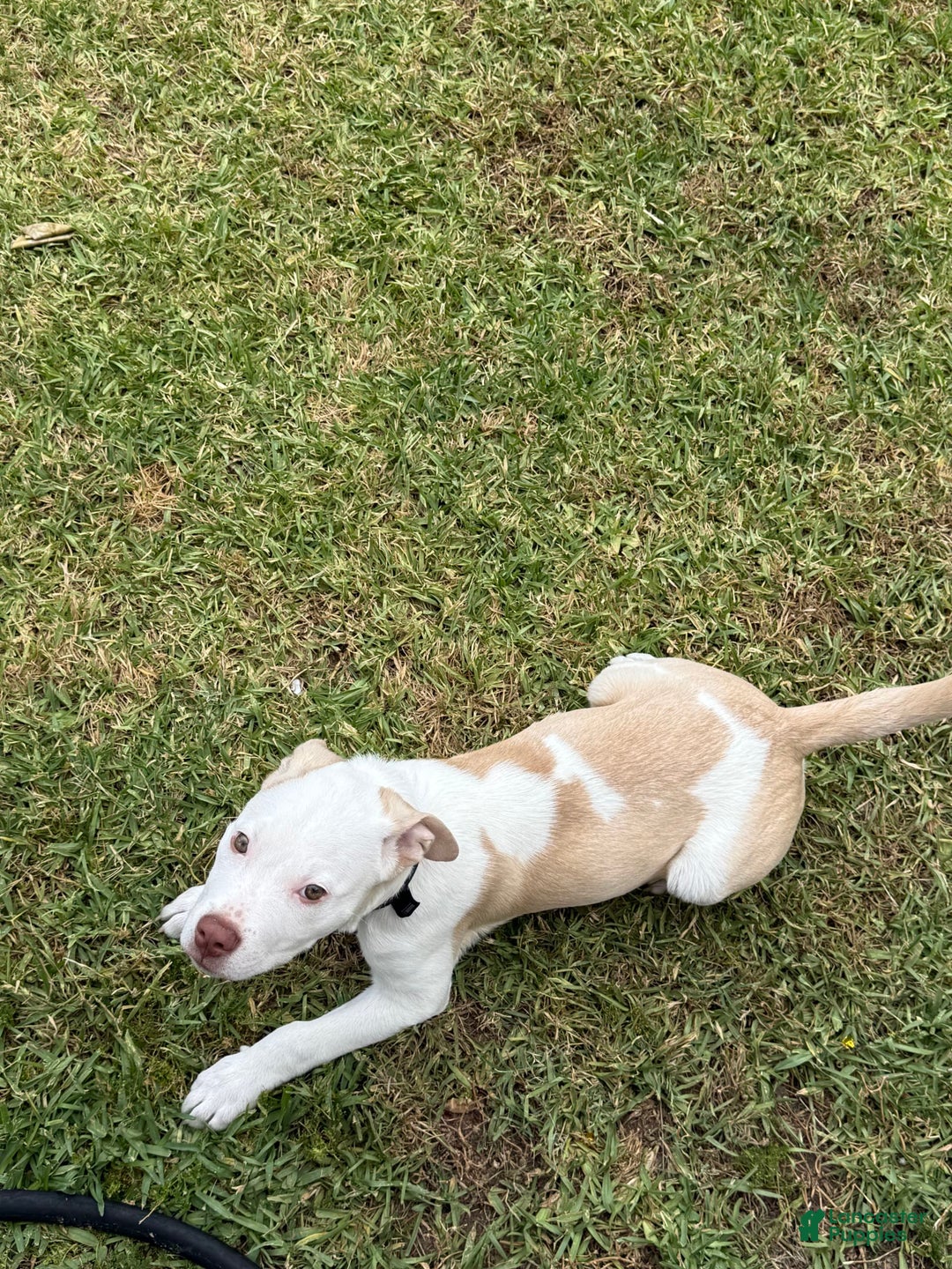 American Pit Bull Terrier dogs for sale: Milo - Image 4