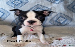 Boston Terrier dogs for sale: Meredith - Image 4